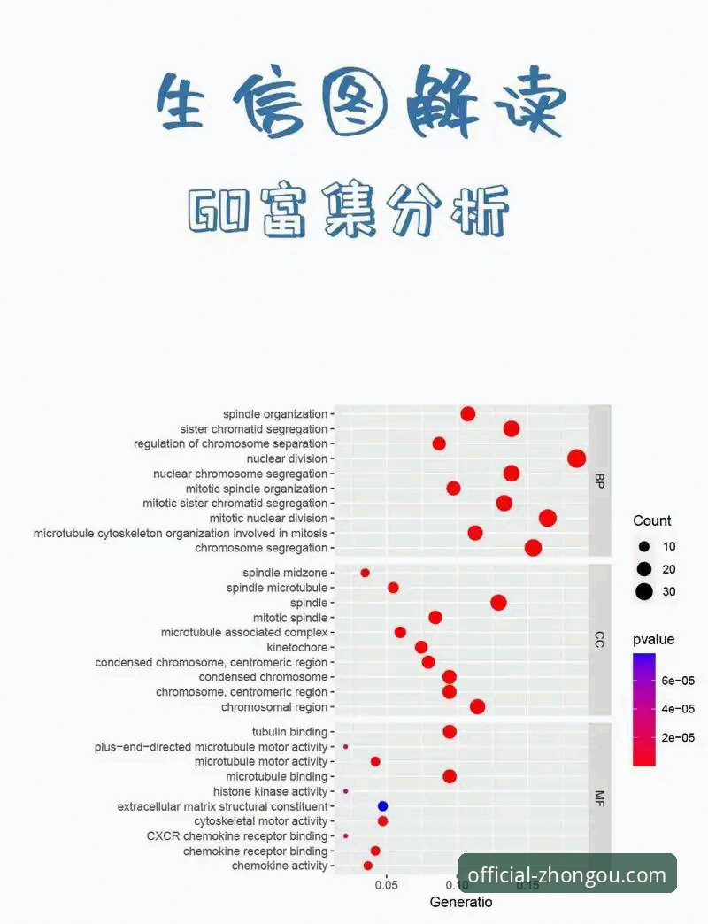中欧独特优势的深度分析：从用户权益到数据安全的全面解析